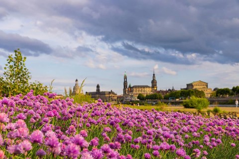 Flowering chives on the Elbe meadows in Dresden's Old Town with silhouette