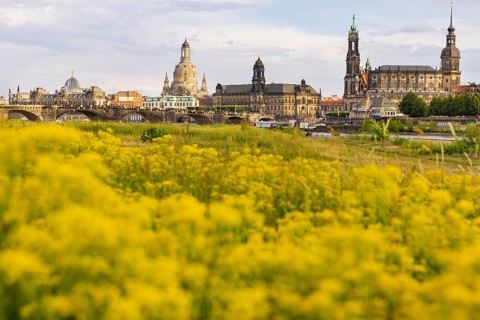 Flowering Elbe meadows in Dresden's Old Town with silhouette