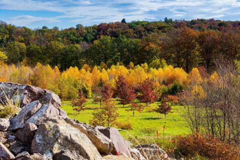 The Forest Botanical Garden Tharandt is an institution of the Technical University of Dresden and