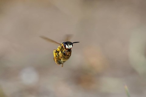 European beewolf (Philanthus triangulum), in flight, with captured bee, Bottrop, Ruhr area, North