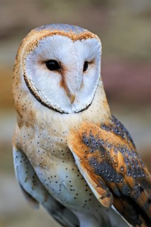 Common barn owl (Tyto alba), portrait, Scandinavia