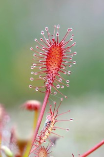 Oblong-leaved sundew (Drosera intermedia), close-up, Aschendorfer Obermoor nature reserve, Wildes
