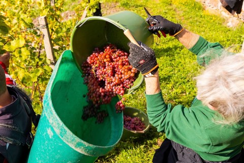 Saxon State Winery Schloss Wackerbarth invites the press to the grape grape harvest in the Goldener