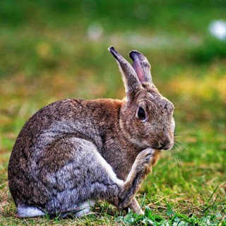 European rabbit (Oryctolagus cuniculus) in a meadow, St Mary's, Isles of Scilly, Cornwall, England,