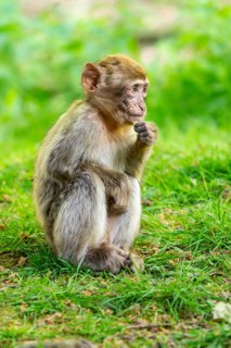 Barbary macaque (Macaca sylvanus), juvenile, Occurrence in Morocco, captive, Rhineland-Palatinate,