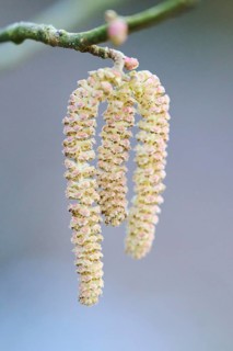 Common hazel (Corylus avellana) mal catkins, detail, Upper Palatinate, Bavaria, Germany, Europe