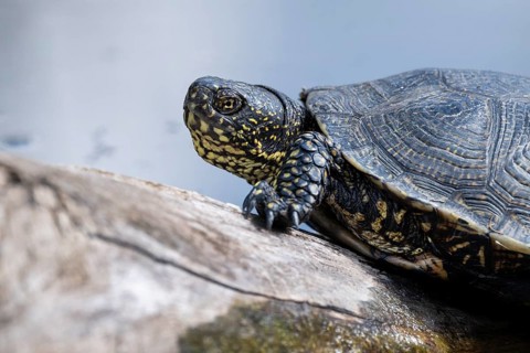 European pond turtle (Emys orbicularis), on a tree trunk, Germany, Europe