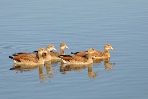 Egyptian Geese (Alopochen aegyptiaca), young birds swimming in shallow water, Altmühlsee,