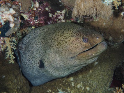 Close-up of giant moray (Gymnothorax javanicus), St Johns Reef dive site, Saint Johns, Red Sea,