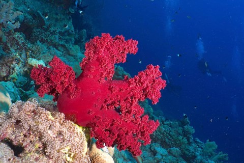 Klunzinger's tree coral (Dendronephthya klunzingeri), St. Johns Reef dive site, Red Sea, Egypt,