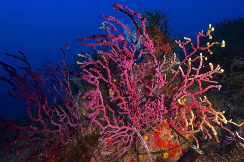 Violescent sea-whip (Paramuricea clavata) in the Mediterranean Sea near Hyères. Dive site Giens