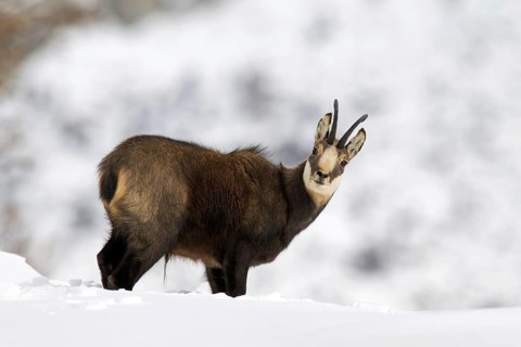 Chamois (Rupicapra rupicapra) buck in the snow in winter, Gran Paradiso National Park, Italian