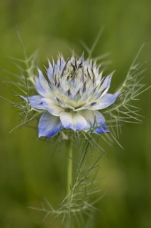 Love-in-a-mist (Nigella damascena), Emsland, Lower Saxony, Germany, Europe