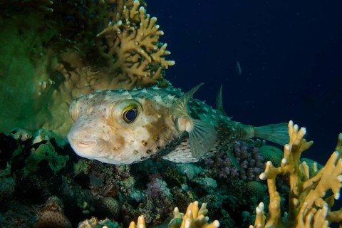 Spotbase burrfish (Cyclichthys spilostylus), House reef dive site, Mangrove Bay, El Quesir, Egypt,