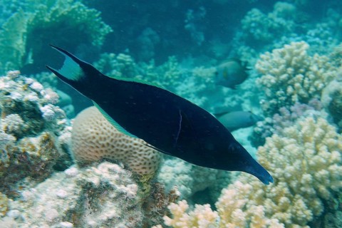 Blue bird wrasse (Gomphosus caeruleus), House reef dive site, Mangrove Bay, El Quesir, Egypt, Red