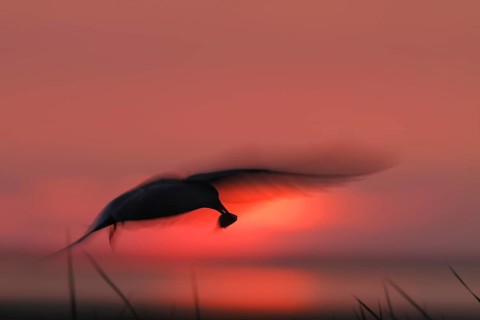 Common Tern (Sterna hirundo), flight study at sunset, in flight with motion blur of the wings, in