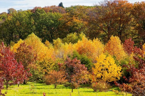 The Forest Botanical Garden Tharandt is an institution of the Technical University of Dresden and