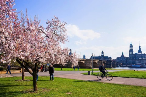 Spring on the Königsufer in Dresden