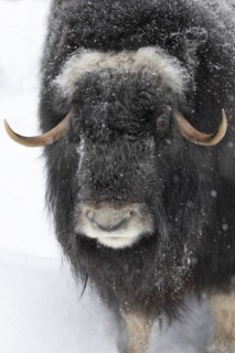 Musk ox (Ovibos moschatus) (C), in the snow at Ranua Wildlife Park, Lapland, Finland, Europe
