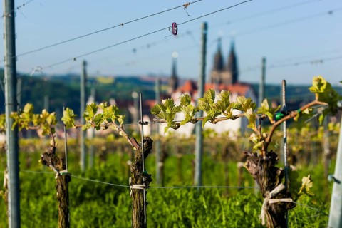 Proschwitz vineyard The Proschwitz vineyards were owned by the Bishops of Meissen from the middle