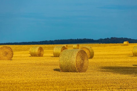 Harvested grain forest in the Ore Mountains near Oederan