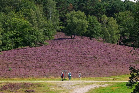 Fischbeker Heide nature reserve, heath blossom, flowering common heather (Calluna vulgaris),