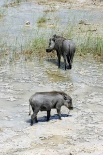 Two common warthogs (Phacochoerus africanus) foraging in mud on lake shore, Etosha National Park,