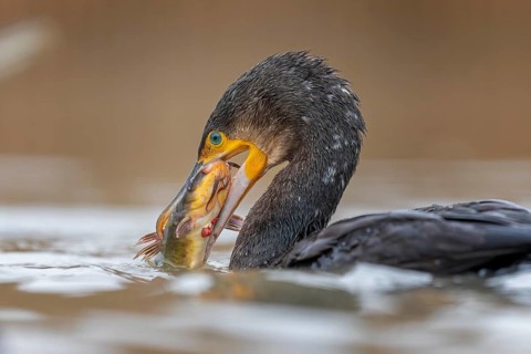 Great cormorant (Phalacrocorax carbo) with catfish as prey, hunting, fishing, making prey,