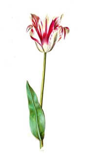 Garden tulip (Tulipa) gesneriana, Historic, digitally enhanced reproduction of an original from the