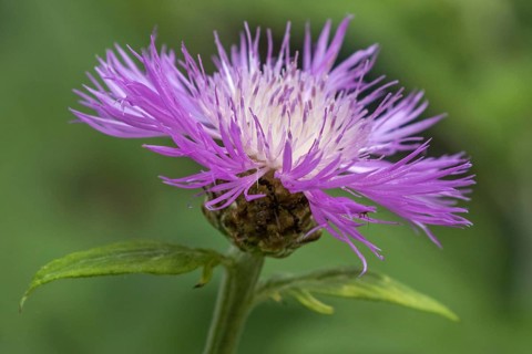 Psephellus dealbatus (Centaurea dealbata), flower, Baden-Württemberg, Germany, Europe