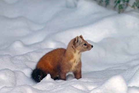 American marten (Martes americana), in the snow, on the ground, Ontario, Canada, North America