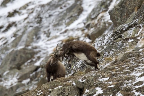 Two young Alpine ibex (Capra ibex) males fighting on mountain slope during the rut in winter, Gran