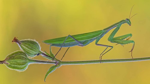 European mantis (Mantis religiosa) female, green variant, lying in wait, Bisophere Reserve