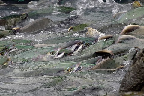Pink salmons (Oncorhynchus gorbuscha) swim densely packed upstream on their way to spawning