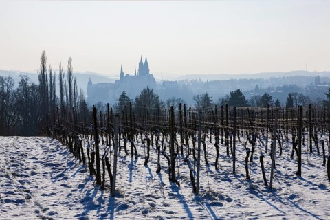 View of Meissen from the Proschwitz Winery