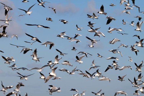 Black-headed Black-headed Gull (Chroicocephalus ridibundus), predation defence, breeding colony in
