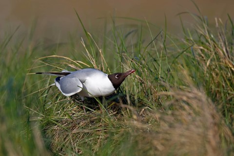 Black-headed Black-headed Gull (Chroicocephalus ridibundus), individual mating in the breeding