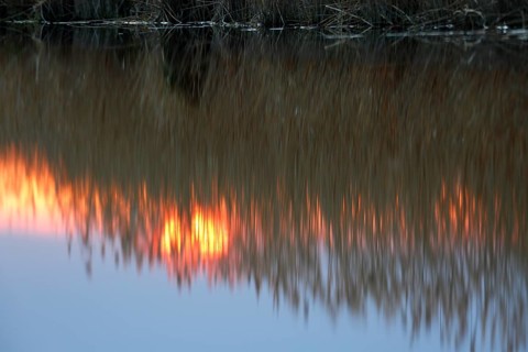 Reeds against the light at sunset with reflection in the water, Flusslandschaft Peenetal nature