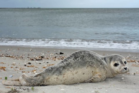 Common harbor seal (Phoca vitulina), howler, young resting on the beach, Lower Saxony Wadden Sea