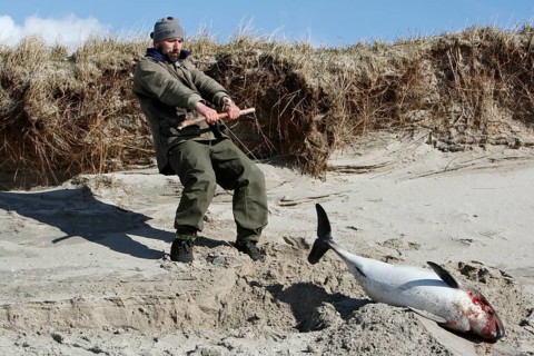 Harbour porpoise (Phocoena phocoena), dead find on the beach, recovery of a dead find, disease