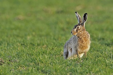 European hare (Lepus europaeus), brown hare sitting in meadow, the Netherlands