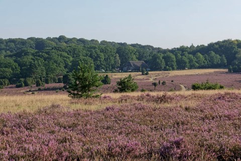 Heathland landscape and hiking trail during the heath blossom in the Lüneburg Heath nature reserve.