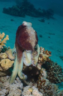 Great Blue Octopus (Octopus cyaneus), Dive Site House Reef, Mangrove Bay, El Quesir, Egypt, Red