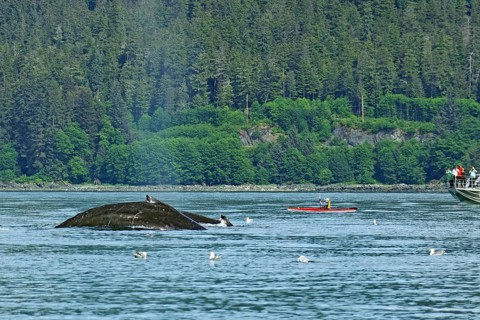Two giant humpback whales in front of small kayak and tourist boat, Inside Passage, Juneau, Alaska,