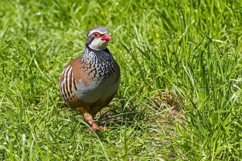 Red-legged partridge (Alectoris rufa), French partridge foraging in high grass in meadow, grassland