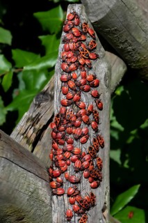 Fire bugs, firebug (Pyrrhocoris apterus), French beetle, mass assembly, Berlin, Germany, Europe