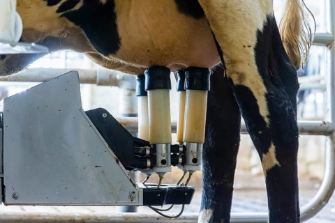 Winner of the Saxon State Competition for Animal-Friendly and Environmentally Compatible Husbandry
