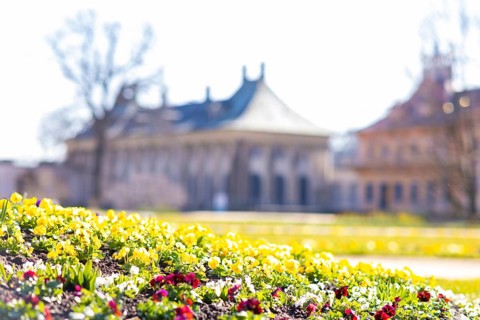 Pillnitz Palace Park. Pleasure garden first season planting with pansies
