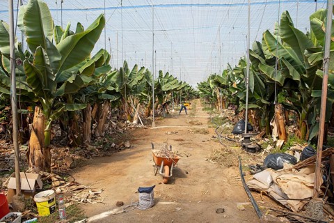 Banana plantation, Galdar, Las Palmas Province, Gran Canaria, Canary Islands, Spain, Europe