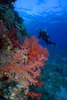 Hemprich's tree coral (Dendronephthya hemprichi), diver in background, Fury Shoals reef dive site,